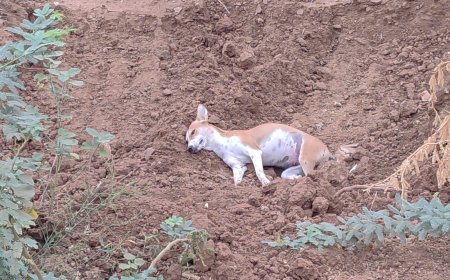 திருச்சி திருவெறும்பூர் அருகே மர்மமான முறையில்   தெரு நாய்கள் இறந்து கிடப்பதால் பொதுமக்கள் அதிர்ச்சி