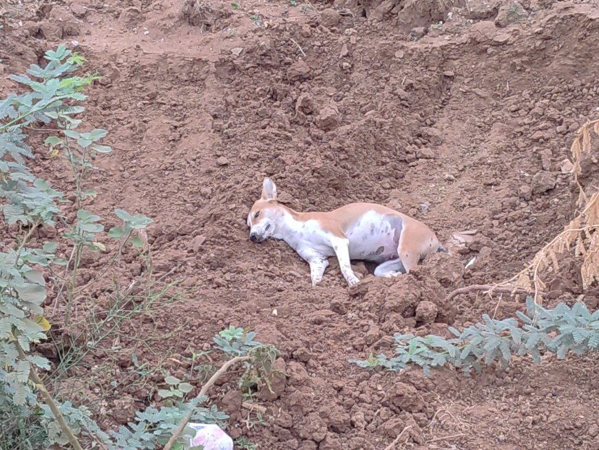 திருச்சி திருவெறும்பூர் அருகே மர்மமான முறையில்   தெரு நாய்கள் இறந்து கிடப்பதால் பொதுமக்கள் அதிர்ச்சி